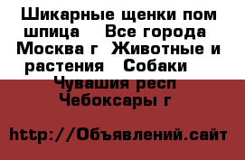 Шикарные щенки пом шпица  - Все города, Москва г. Животные и растения » Собаки   . Чувашия респ.,Чебоксары г.